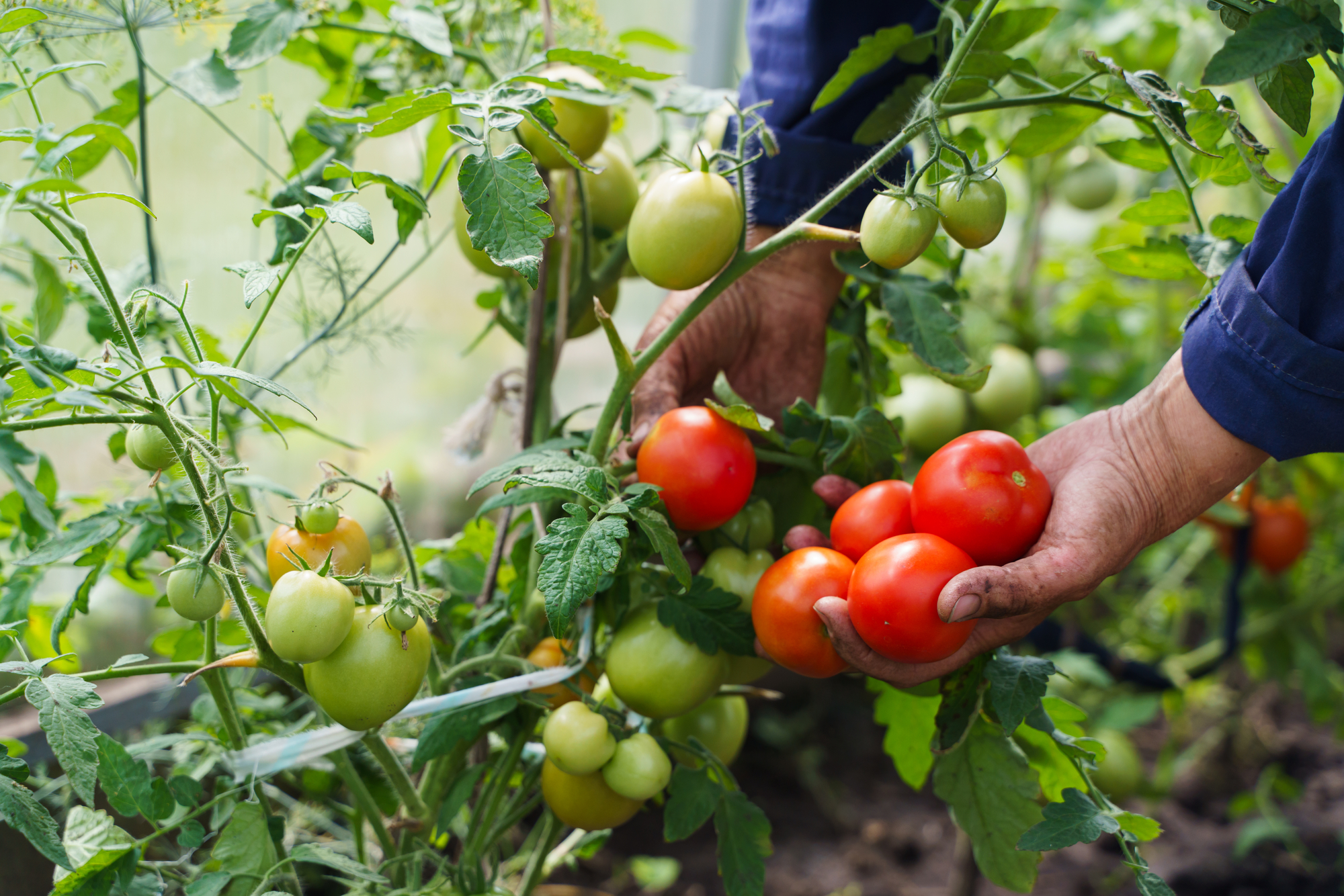 HACCP Procesos de producción en la industria alimentaria 